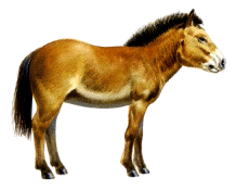 Sad Przhevalsky Horse